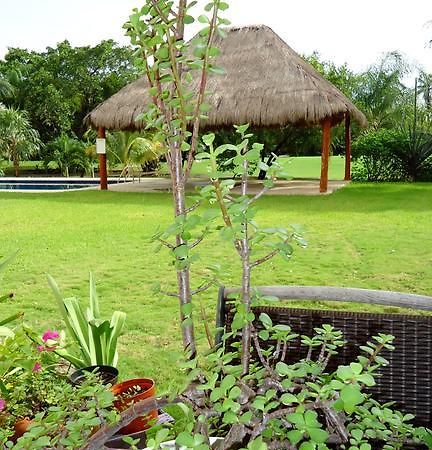 B&B Mom'S House Puerto Aventuras Exterior foto
